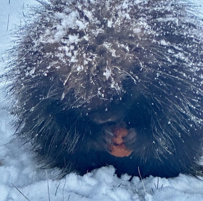 My Beloved Woodshed Gremlin